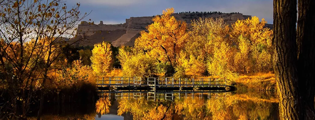 Pond fall leaves