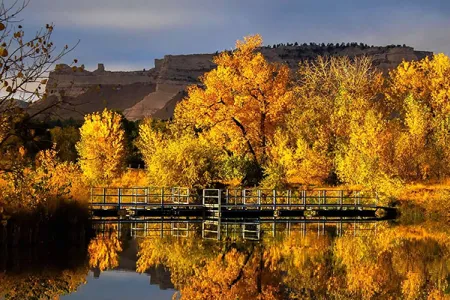 Pond fall leaves